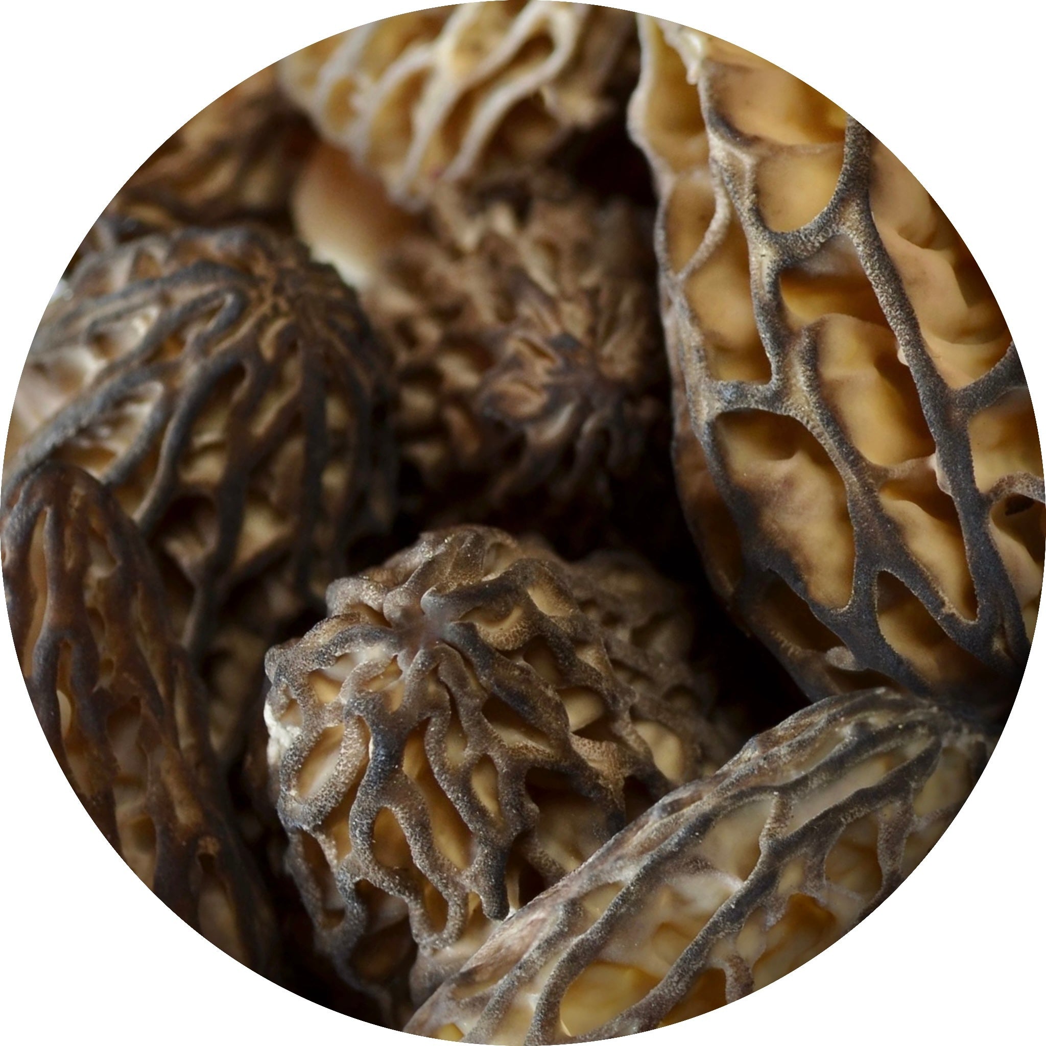 morel mushroom